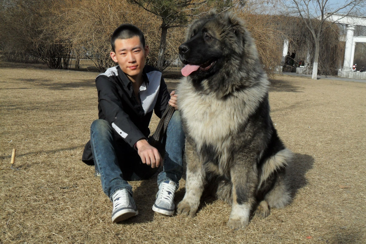 四个月的奇妙之旅——我的高加索犬