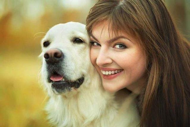 金毛犬饮食指南，六个月的金毛一天应该吃几顿？