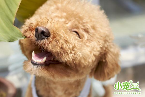 三个月大的泰迪犬，能否洗澡的探讨