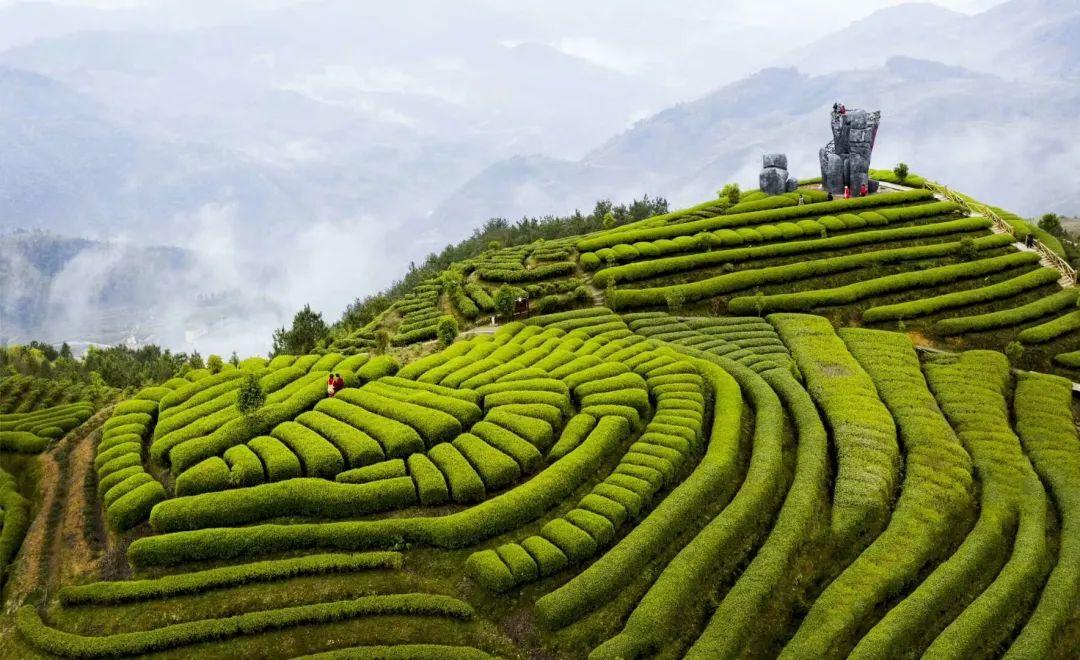 广东省生态茶园规范标准，引领绿色农业，促进可持续发展