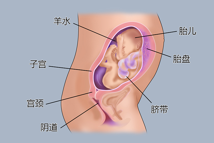 探索六个月胎儿在腹中的位置